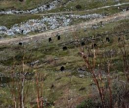 Sikkim & Darjeeling Tour Package - Silk Route Tourism